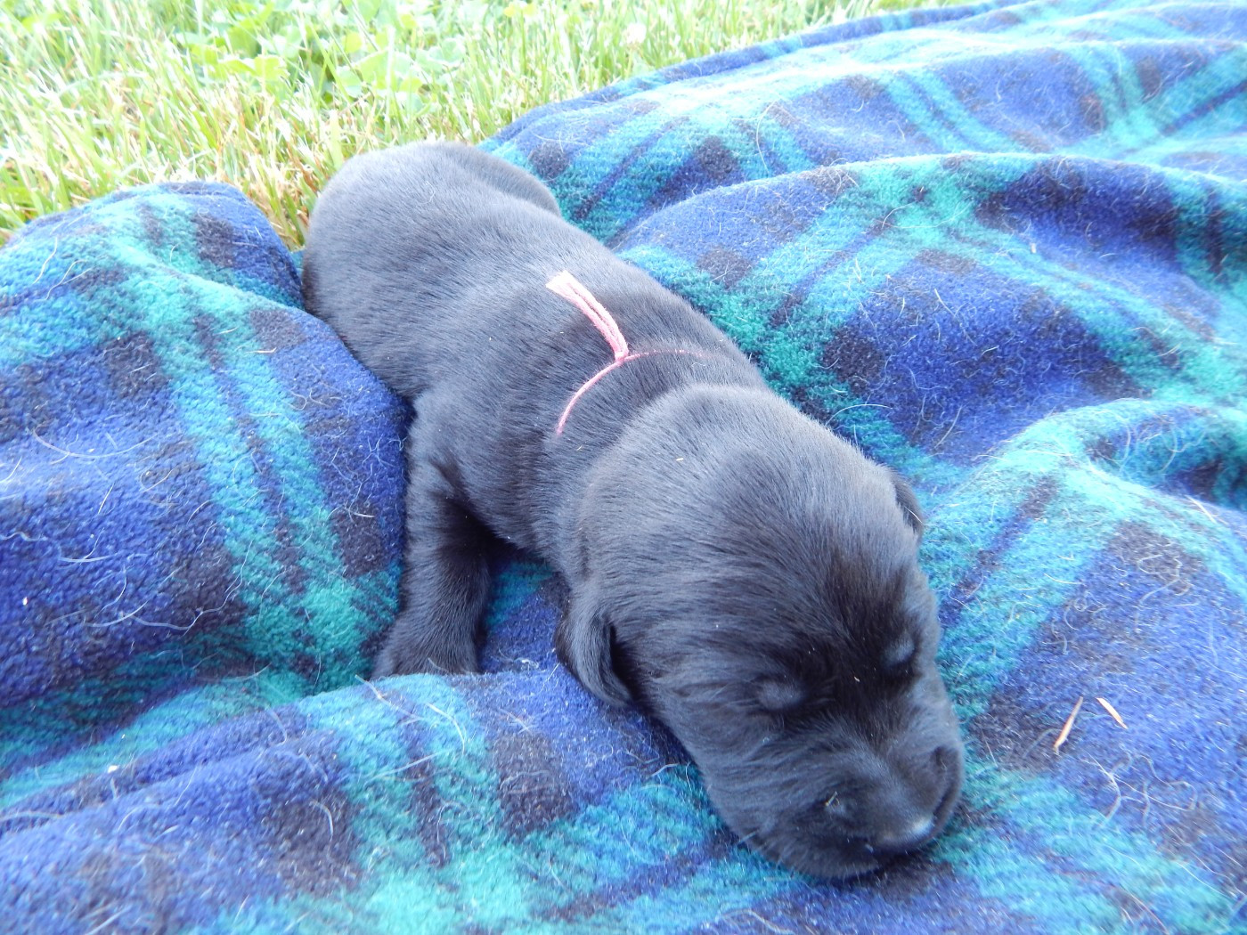 D'Aspe & D'Ossau - Chiots disponibles - Labrador Retriever