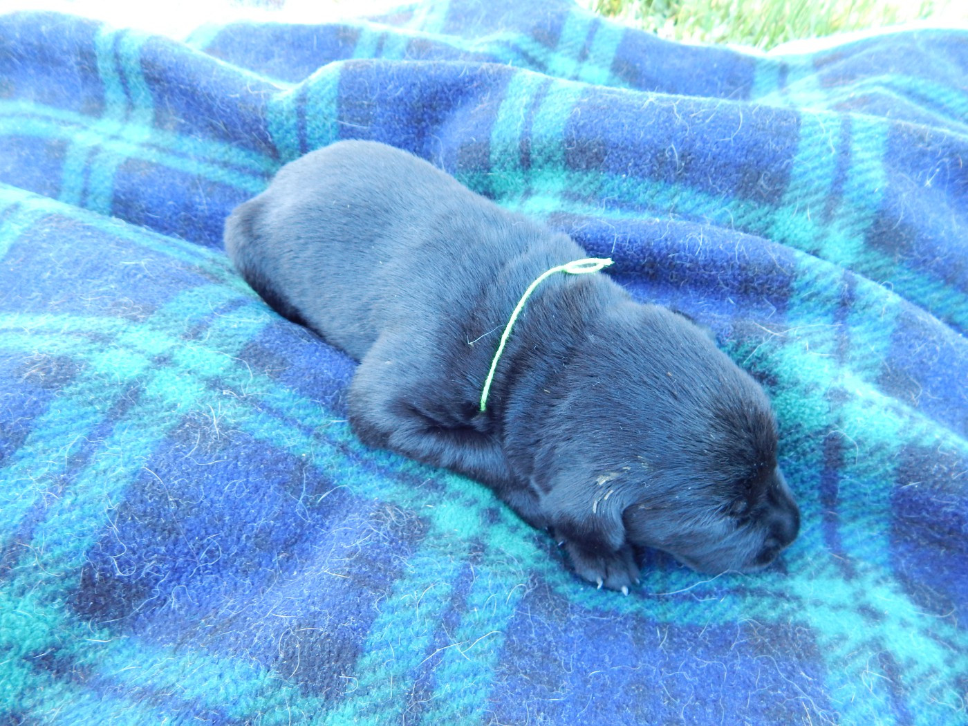 D'Aspe & D'Ossau - Chiots disponibles - Labrador Retriever