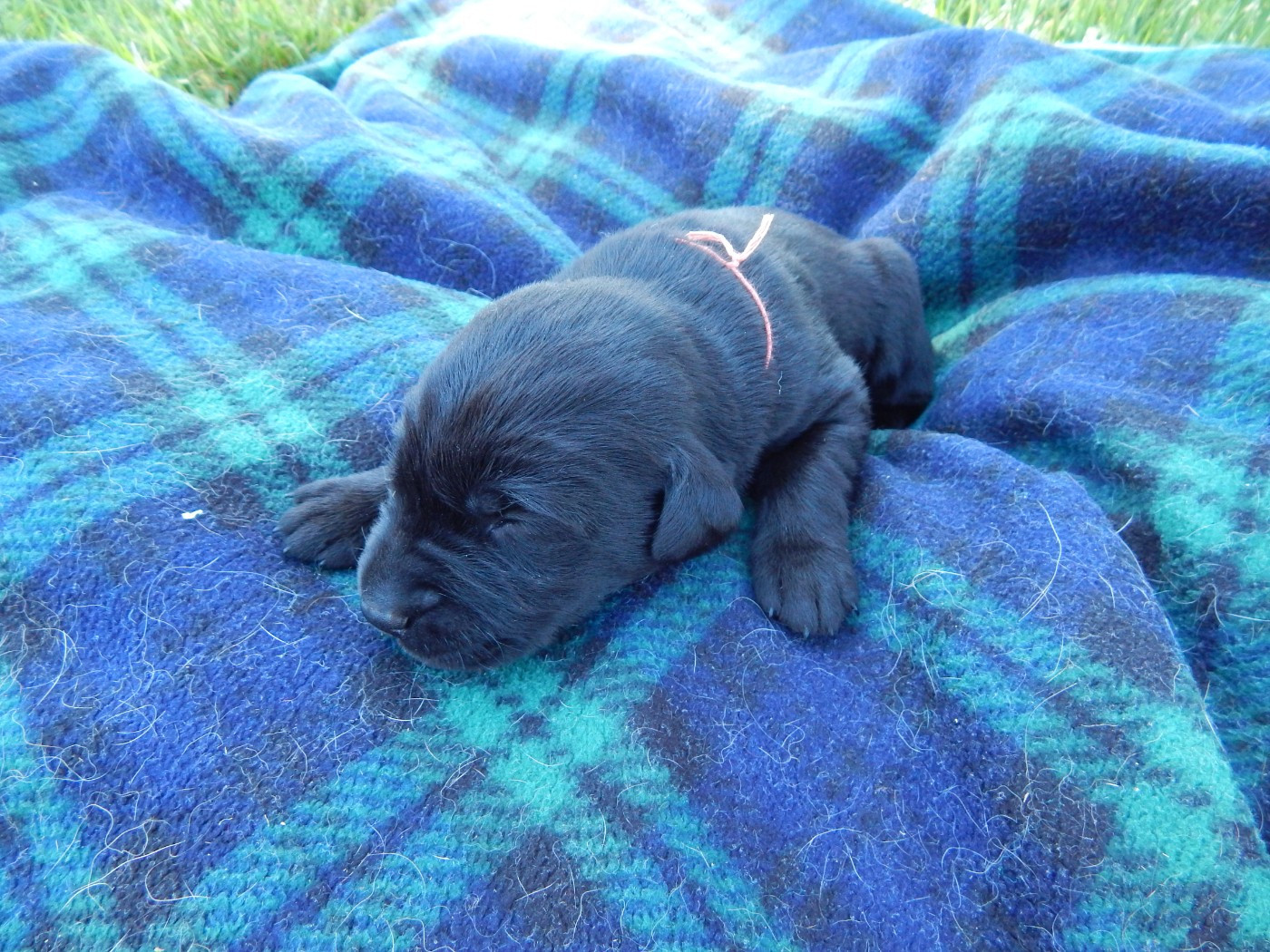 D'Aspe & D'Ossau - Chiots disponibles - Labrador Retriever