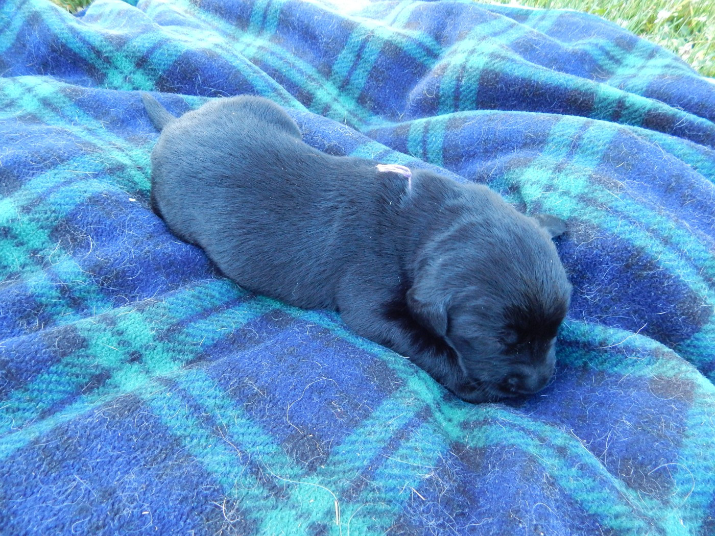 D'Aspe & D'Ossau - Chiots disponibles - Labrador Retriever