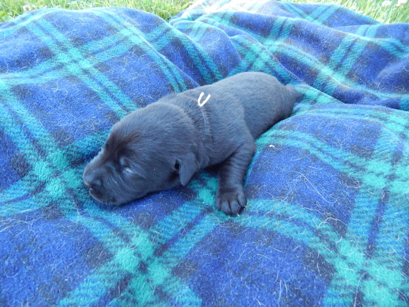 D'Aspe & D'Ossau - Chiots disponibles - Labrador Retriever