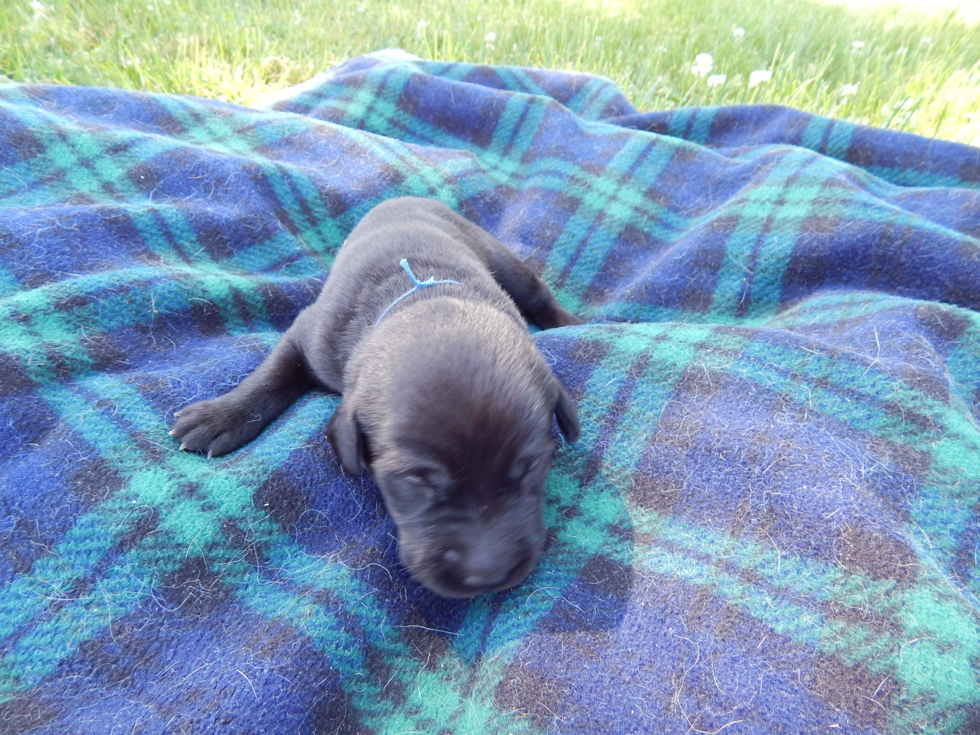 D'Aspe & D'Ossau - Chiots disponibles - Labrador Retriever