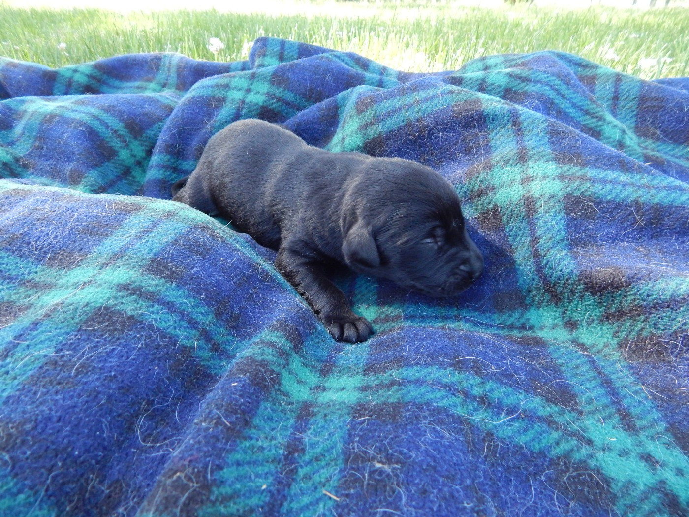 D'Aspe & D'Ossau - Chiots disponibles - Labrador Retriever