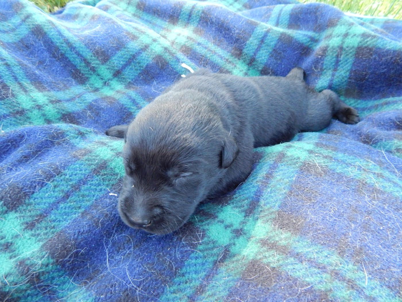 D'Aspe & D'Ossau - Chiots disponibles - Labrador Retriever
