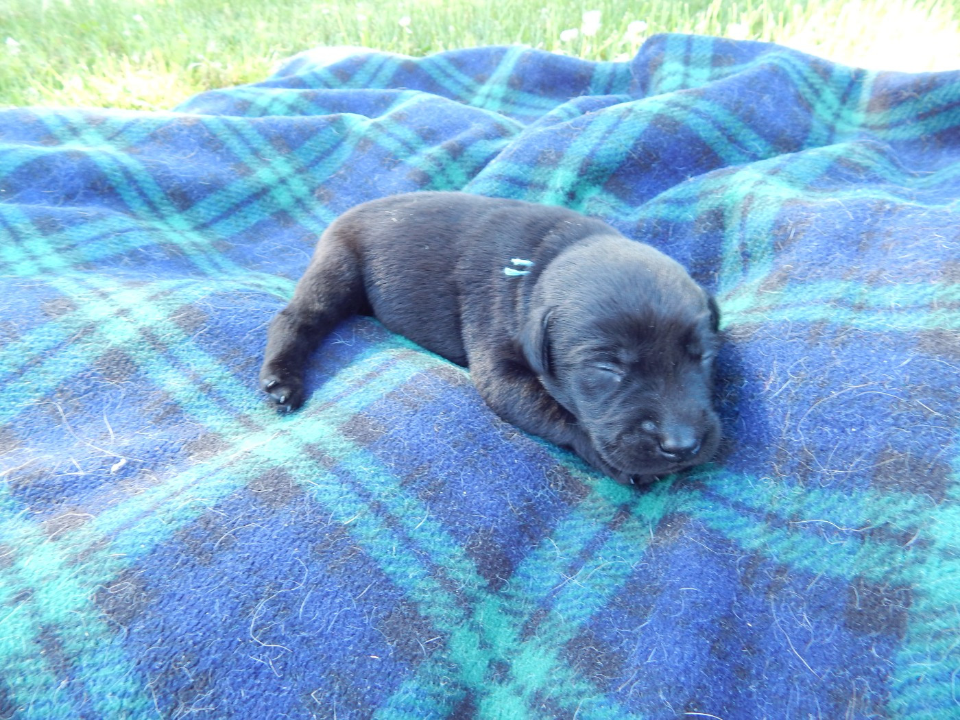 D'Aspe & D'Ossau - Chiots disponibles - Labrador Retriever