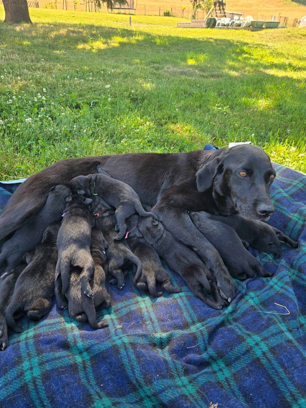Chiot Labrador Retriever D'Aspe & D'Ossau