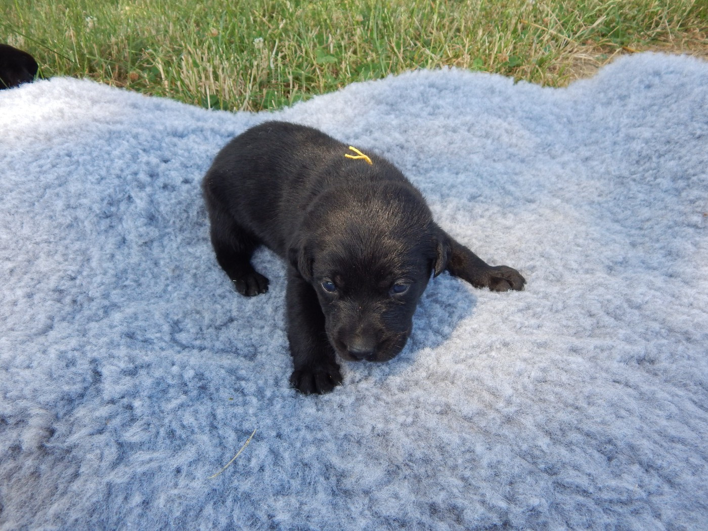 D'Aspe & D'Ossau - Chiots disponibles - Labrador Retriever