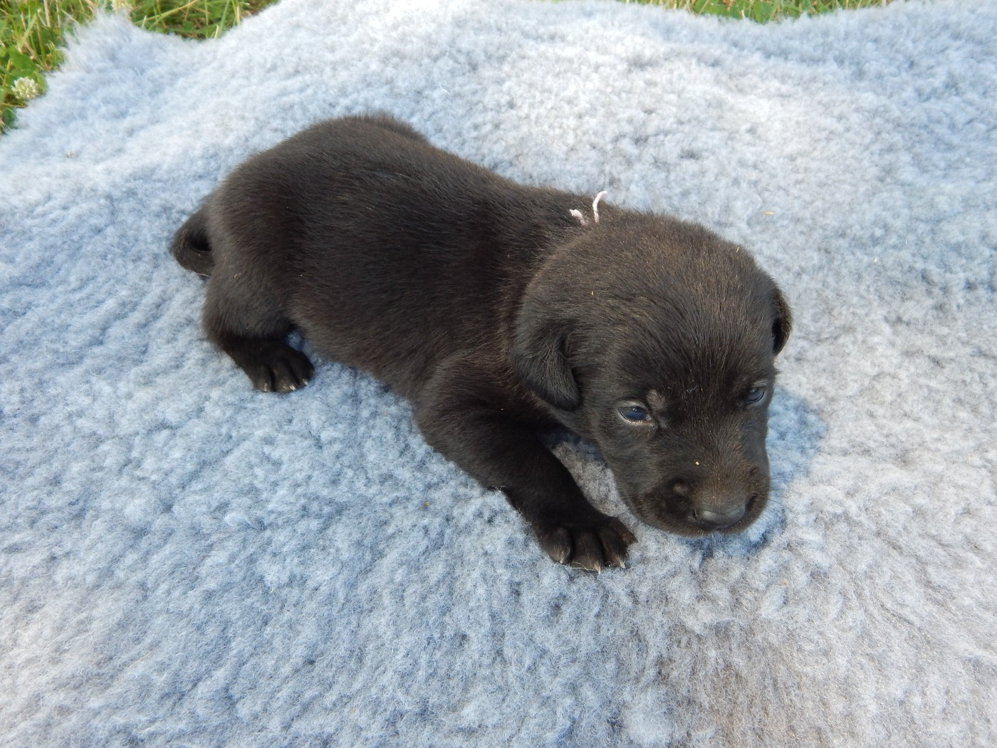 D'Aspe & D'Ossau - Chiots disponibles - Labrador Retriever