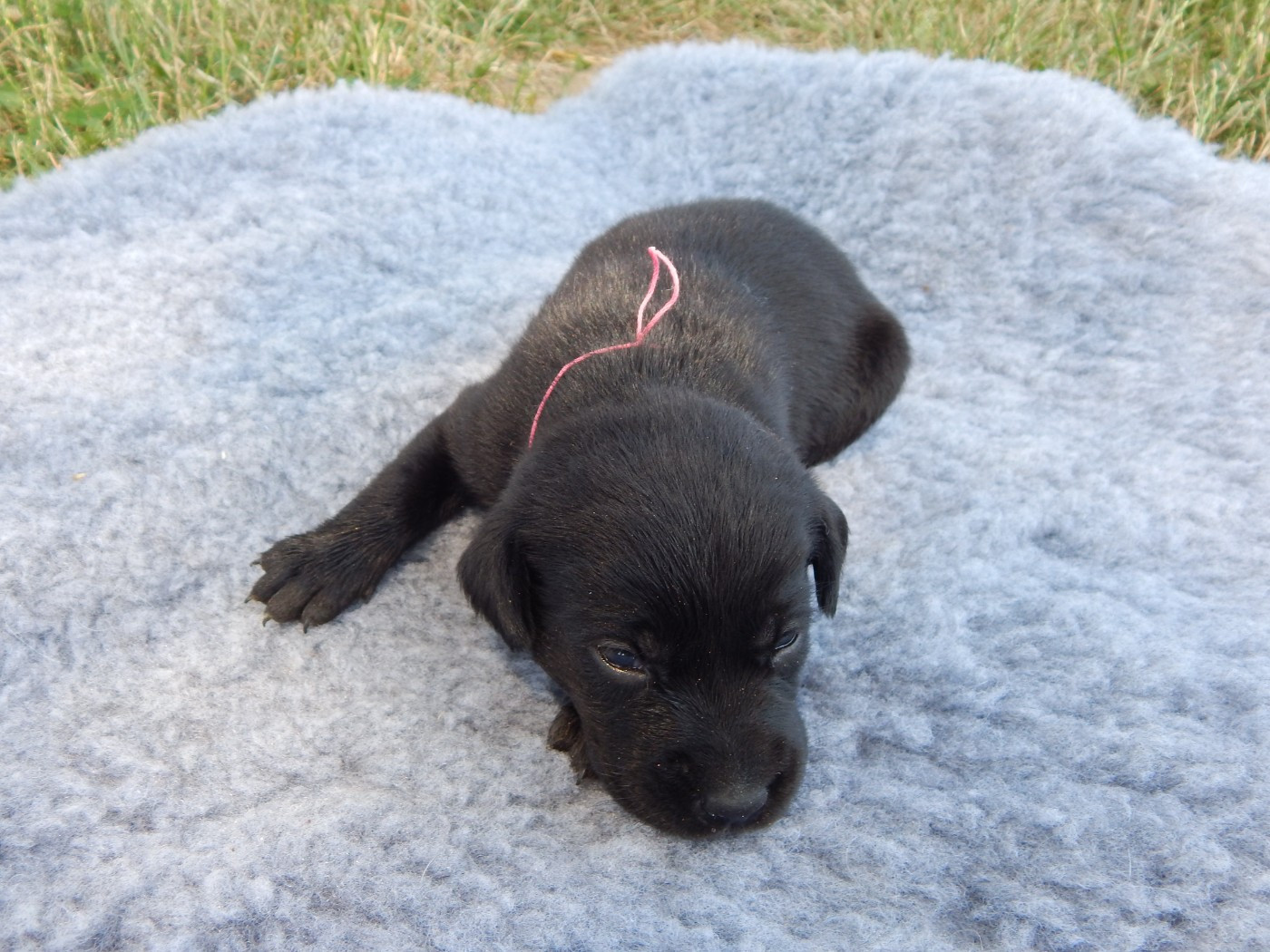 D'Aspe & D'Ossau - Chiots disponibles - Labrador Retriever