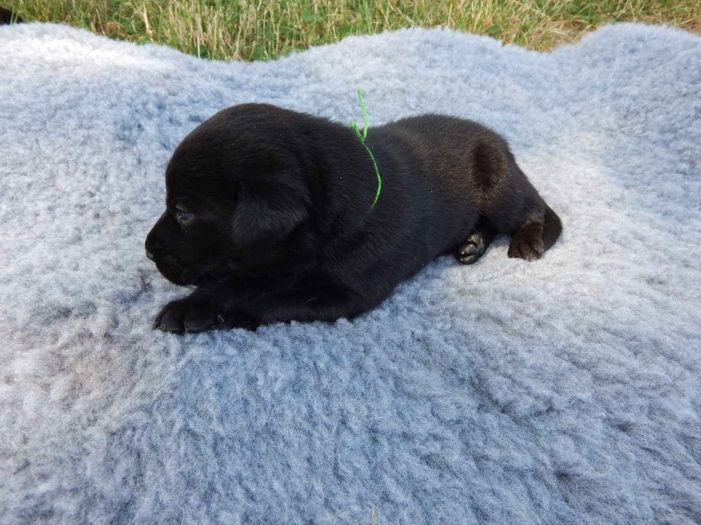D'Aspe & D'Ossau - Chiots disponibles - Labrador Retriever