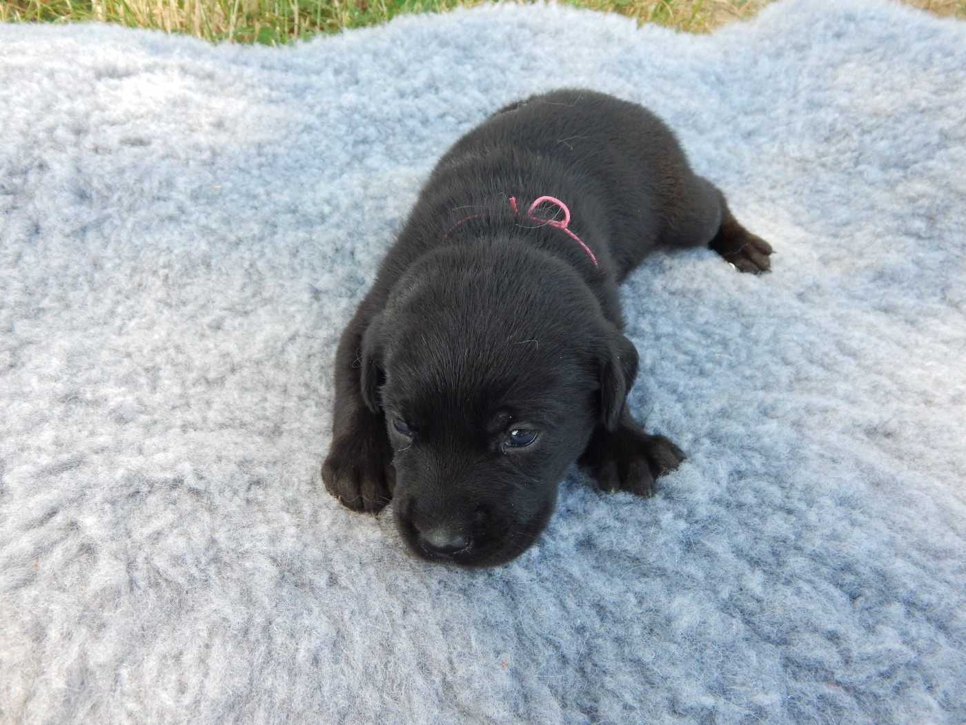 D'Aspe & D'Ossau - Chiots disponibles - Labrador Retriever