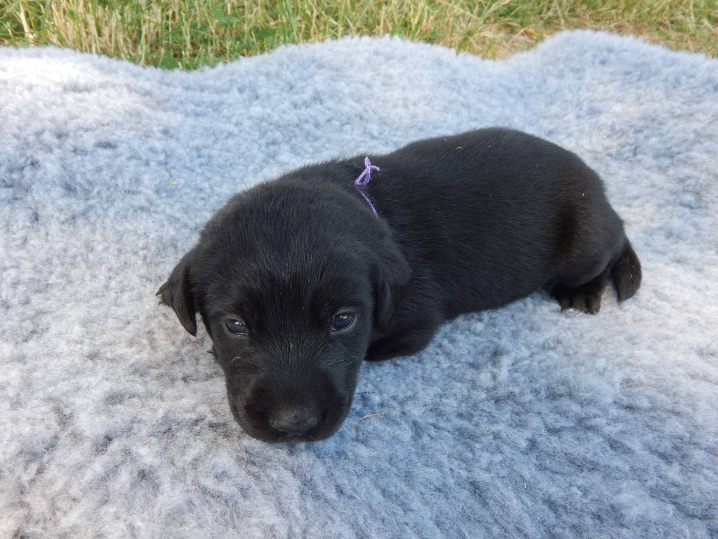 D'Aspe & D'Ossau - Chiots disponibles - Labrador Retriever