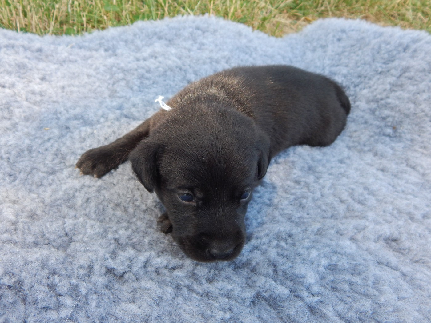 D'Aspe & D'Ossau - Chiots disponibles - Labrador Retriever