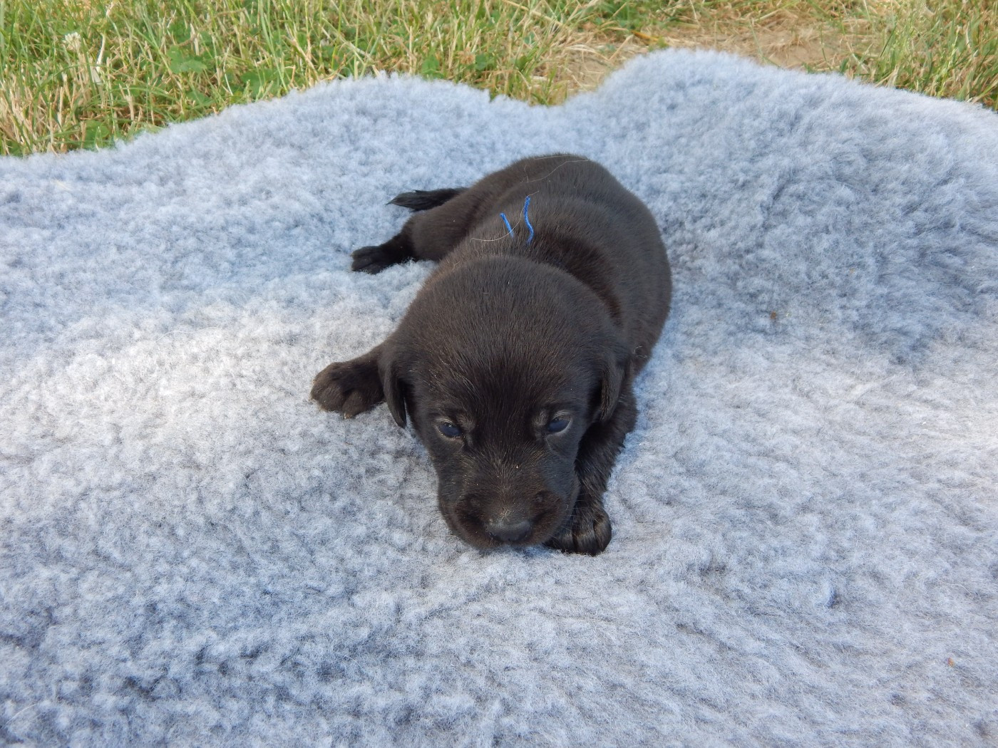 D'Aspe & D'Ossau - Chiots disponibles - Labrador Retriever
