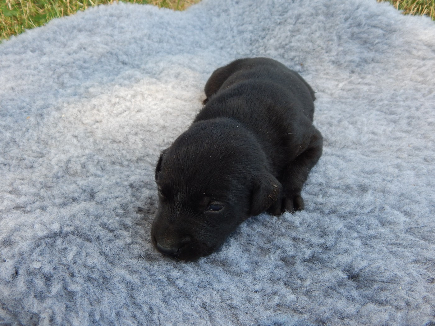 D'Aspe & D'Ossau - Chiots disponibles - Labrador Retriever