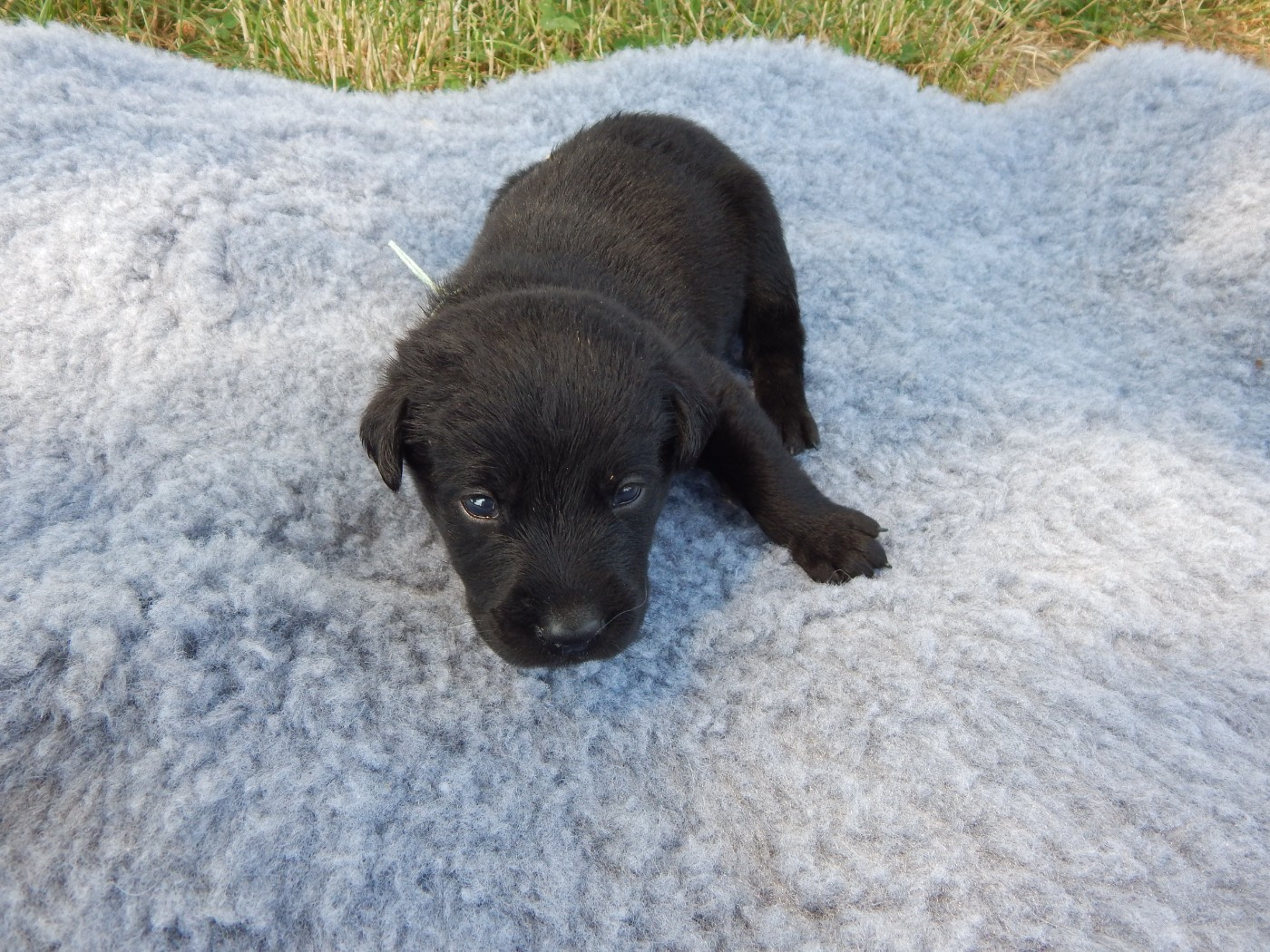 D'Aspe & D'Ossau - Chiots disponibles - Labrador Retriever