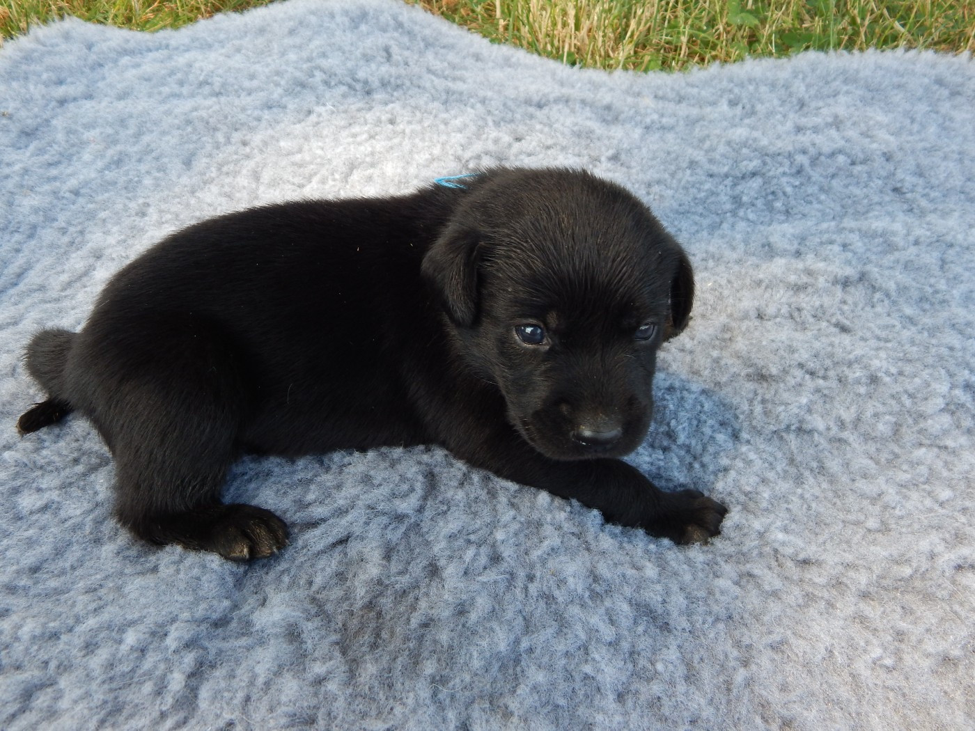D'Aspe & D'Ossau - Chiots disponibles - Labrador Retriever