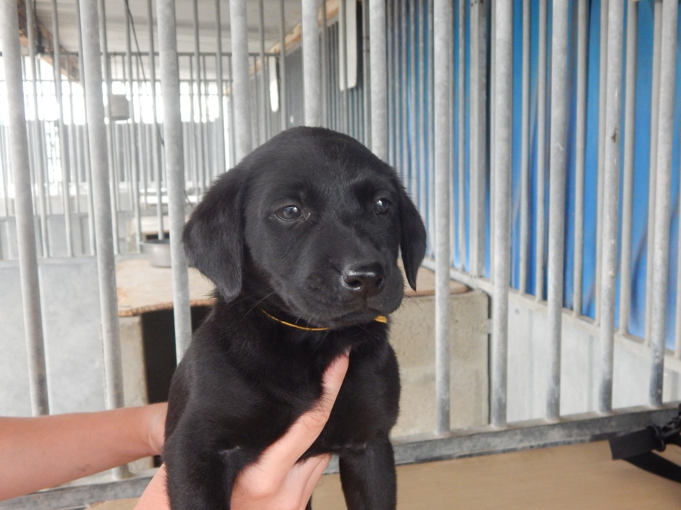 D'Aspe & D'Ossau - Chiots disponibles - Labrador Retriever