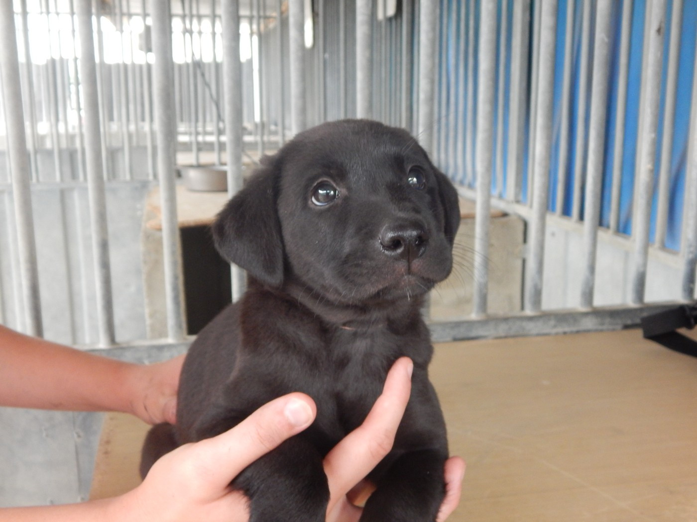 D'Aspe & D'Ossau - Chiots disponibles - Labrador Retriever