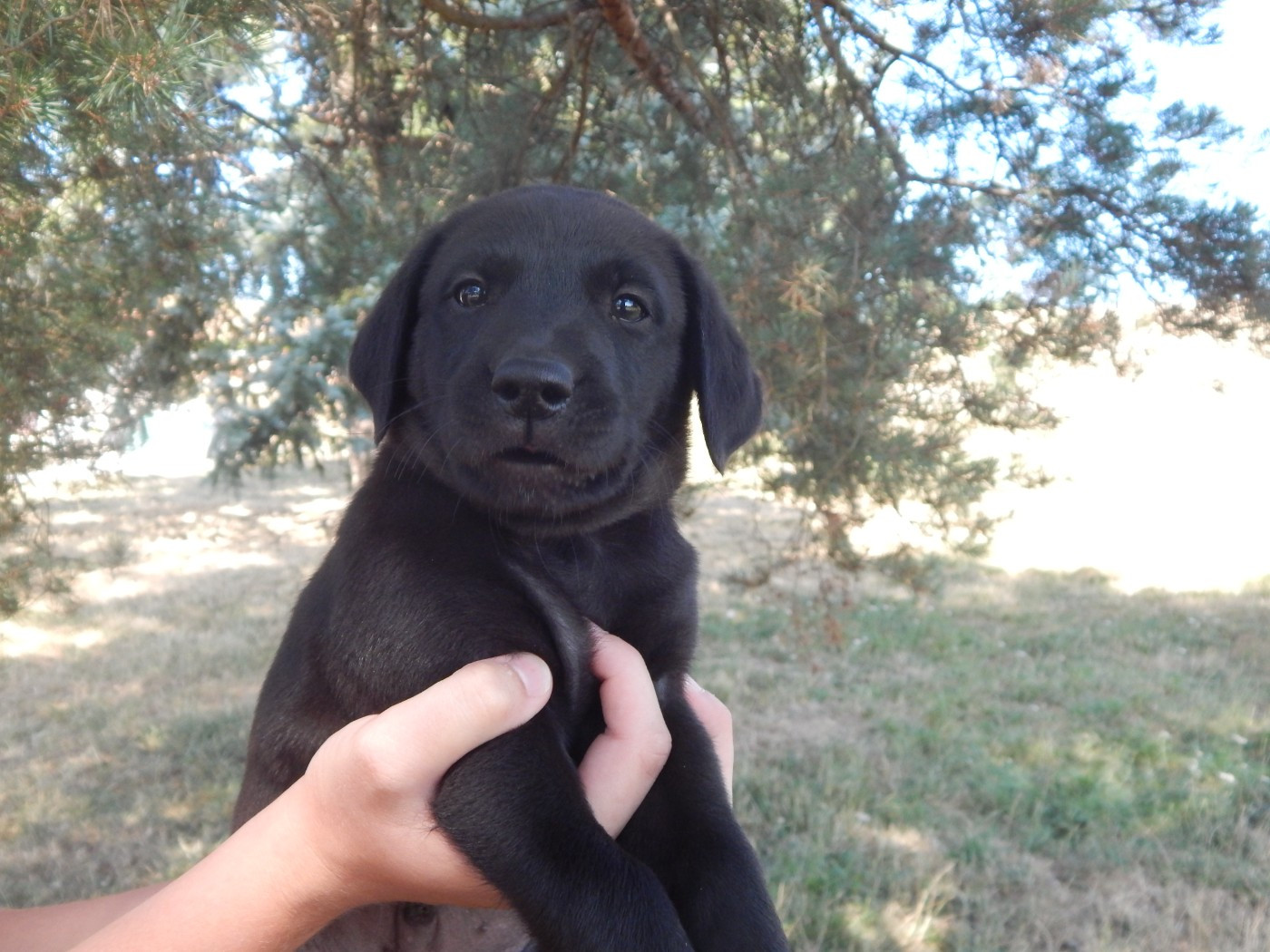 D'Aspe & D'Ossau - Chiots disponibles - Labrador Retriever