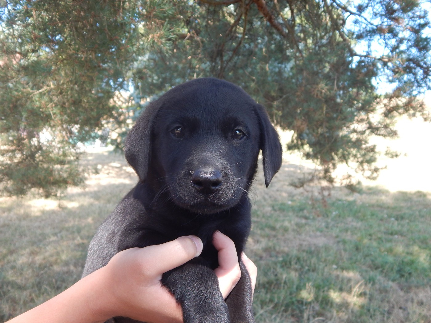 D'Aspe & D'Ossau - Chiots disponibles - Labrador Retriever