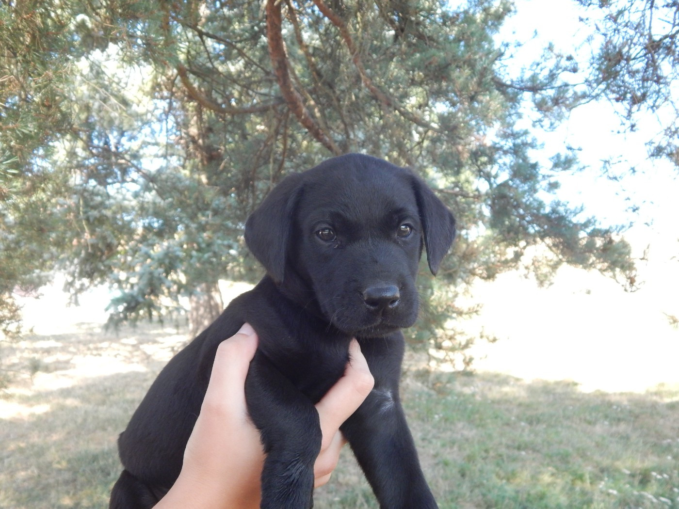 D'Aspe & D'Ossau - Chiots disponibles - Labrador Retriever