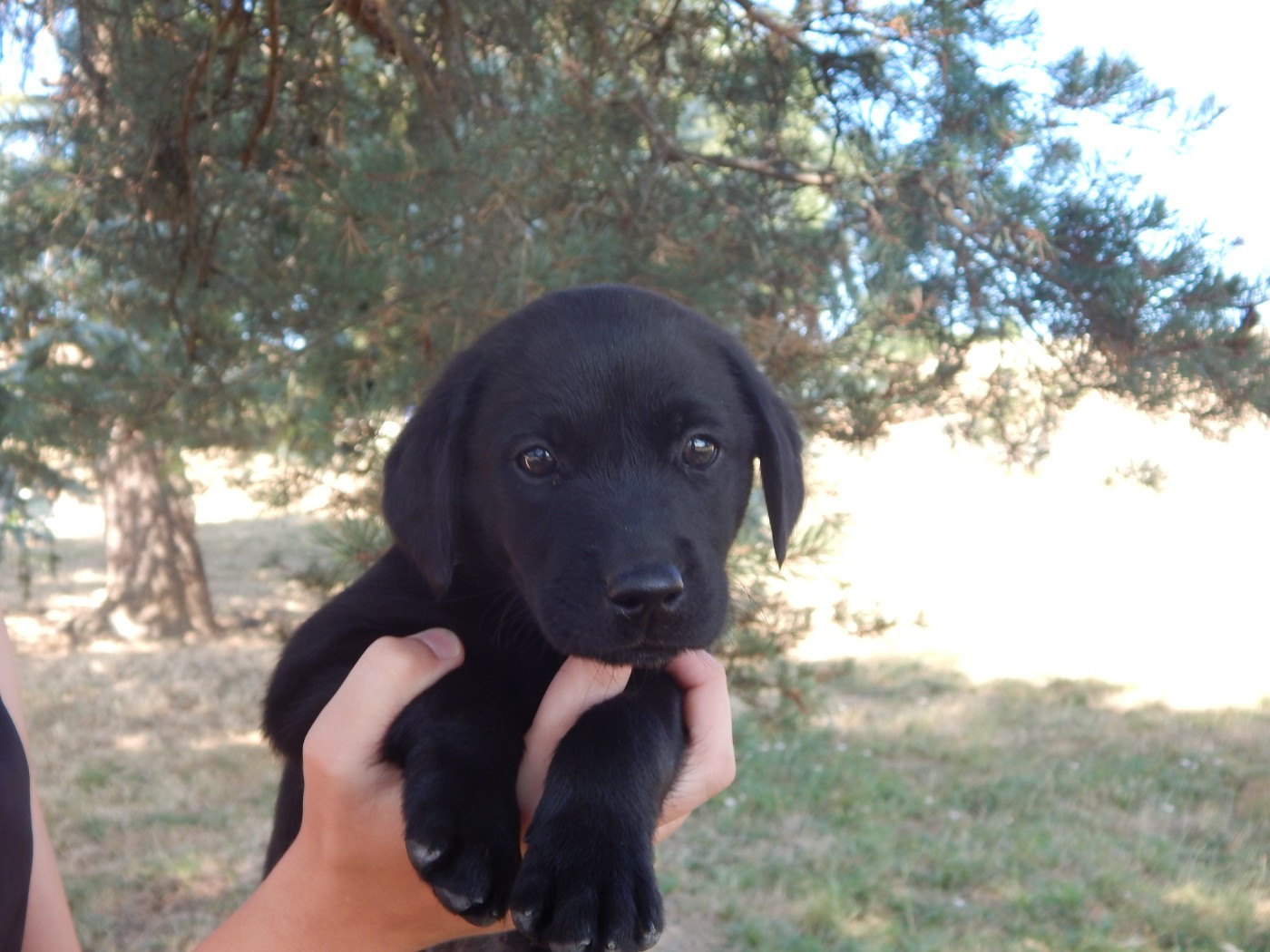 D'Aspe & D'Ossau - Chiots disponibles - Labrador Retriever