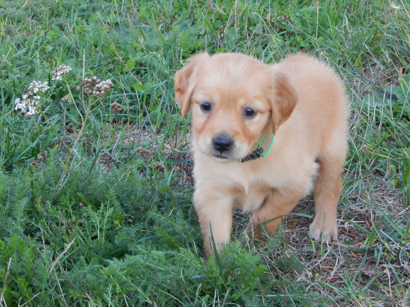 D'Aspe & D'Ossau - Chiots disponibles - Golden Retriever