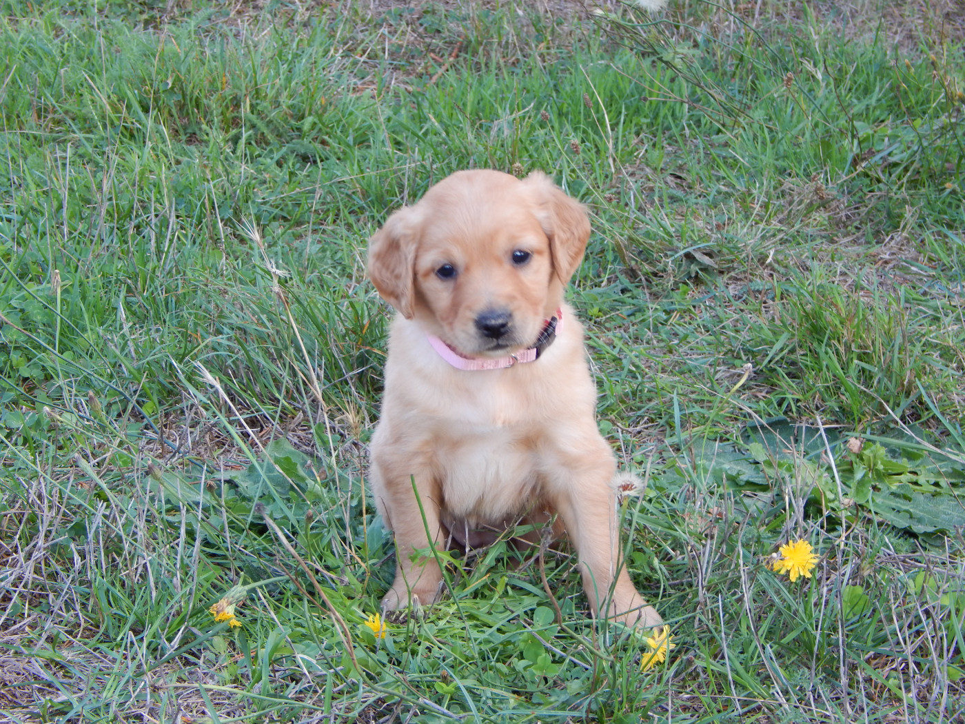 D'Aspe & D'Ossau - Chiots disponibles - Golden Retriever