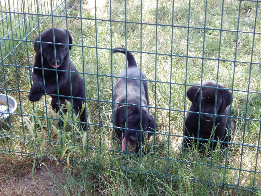 Chiot Labrador Retriever D'Aspe & D'Ossau