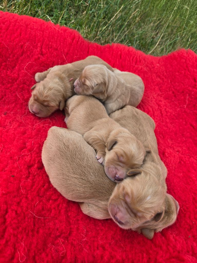 D'Aspe & D'Ossau - Chiots disponibles - Golden Retriever