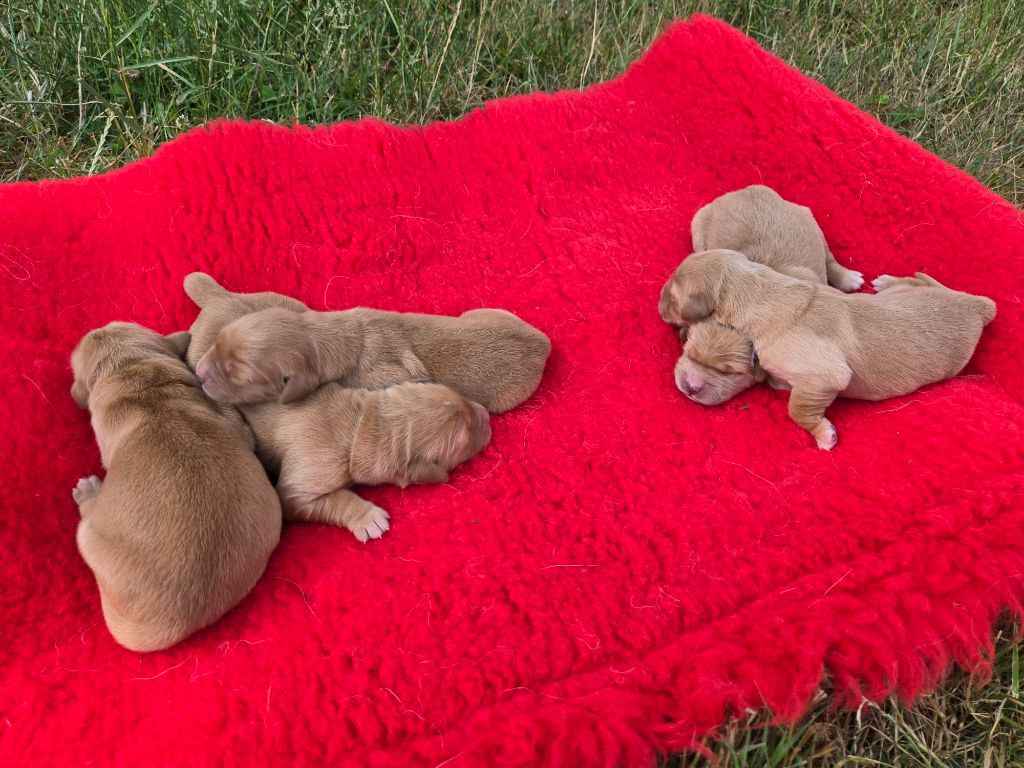 D'Aspe & D'Ossau - Chiots disponibles - Golden Retriever