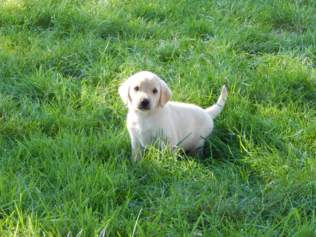 D'Aspe & D'Ossau - Chiots disponibles - Labrador Retriever
