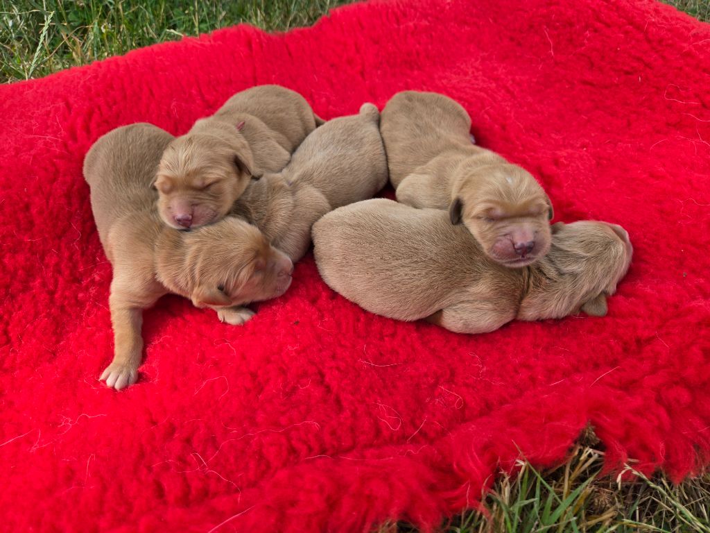 D'Aspe & D'Ossau - Chiots disponibles - Golden Retriever
