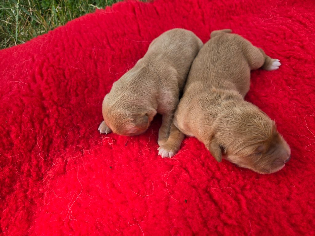 D'Aspe & D'Ossau - Chiots disponibles - Golden Retriever