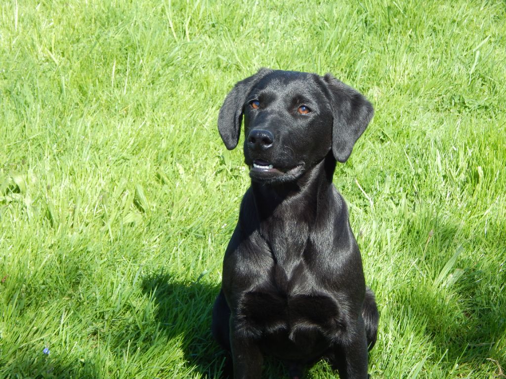 D'Aspe & D'Ossau - Chiots disponibles - Labrador Retriever