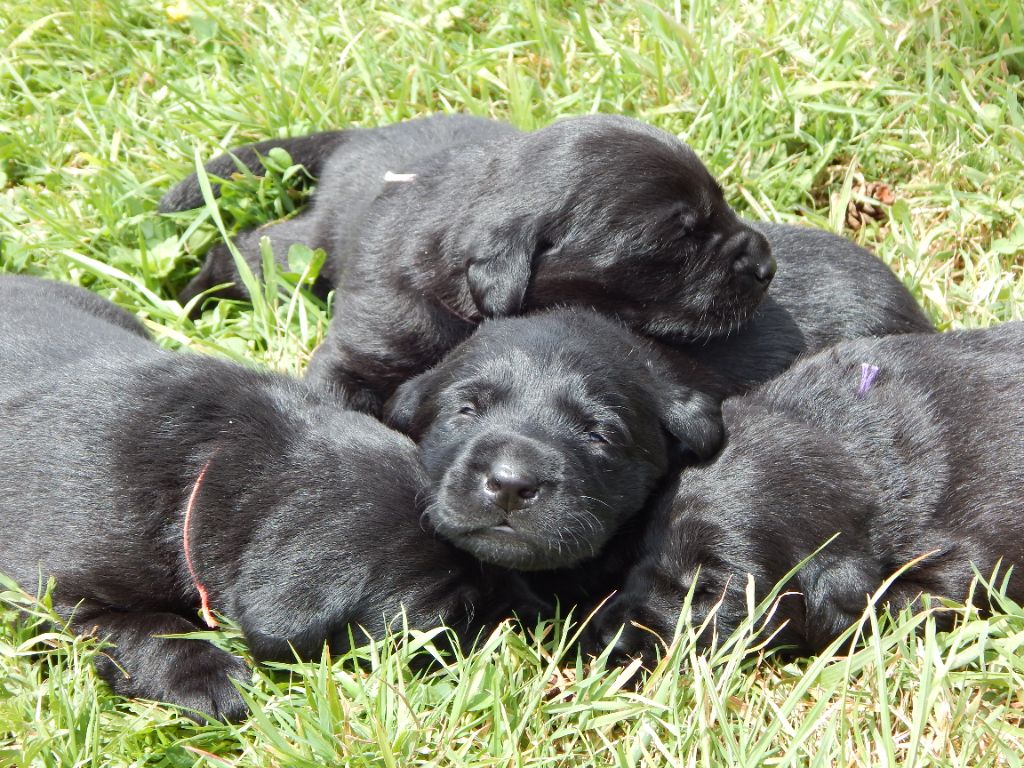 D'Aspe & D'Ossau - Labrador Retriever - Portée née le 11/05/2025