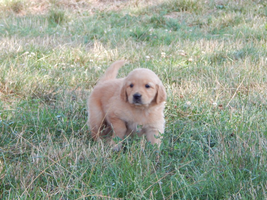 D'Aspe & D'Ossau - Chiots disponibles - Golden Retriever