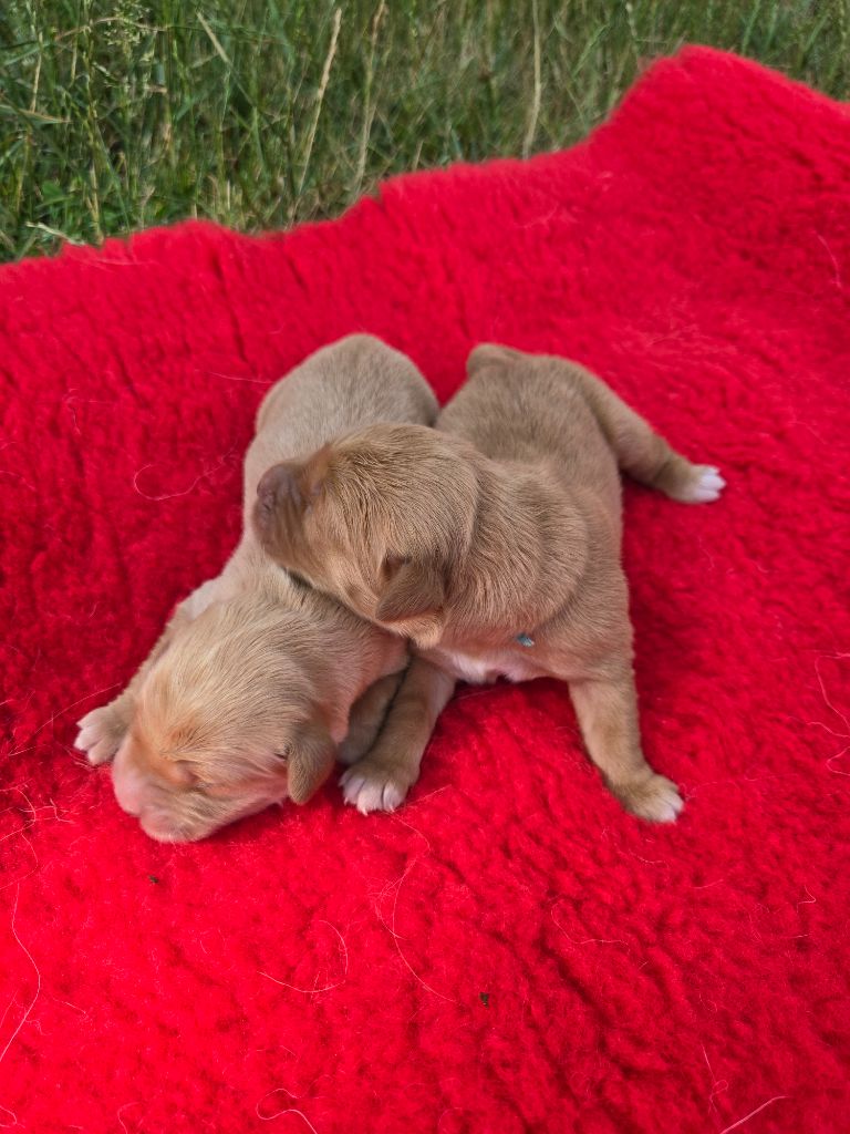 D'Aspe & D'Ossau - Chiots disponibles - Golden Retriever