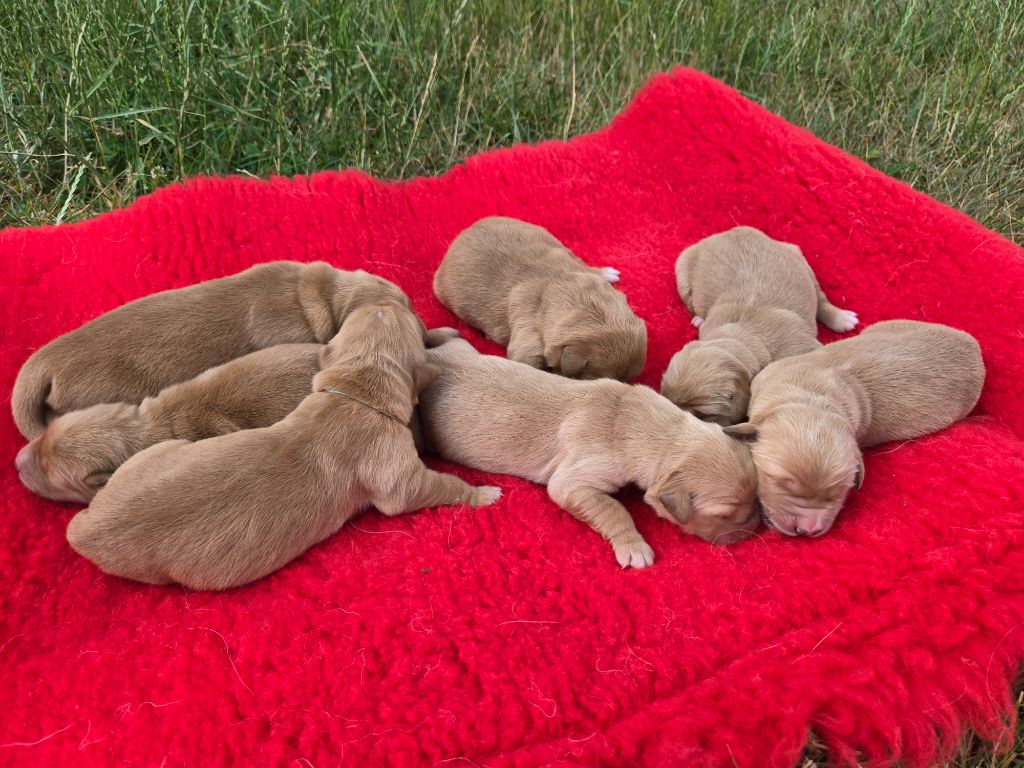 Chiot Golden Retriever D'Aspe & D'Ossau