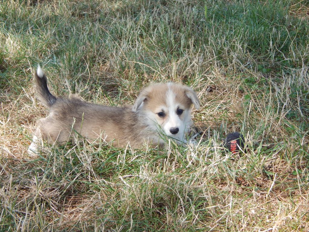 D'Aspe & D'Ossau - Chiots disponibles - Welsh Corgi Pembroke
