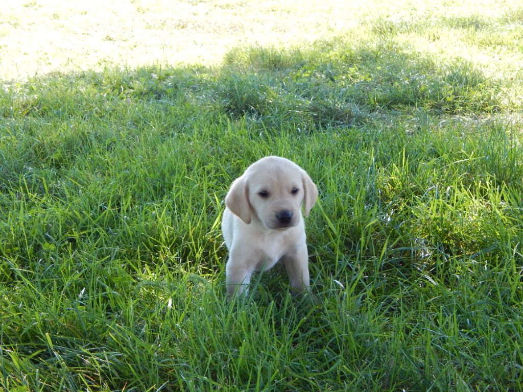 D'Aspe & D'Ossau - Chiots disponibles - Labrador Retriever
