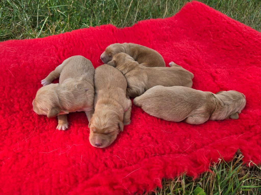 D'Aspe & D'Ossau - Chiots disponibles - Golden Retriever