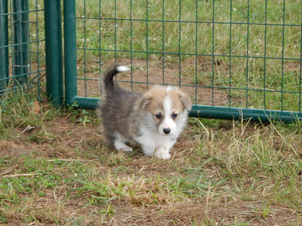 D'Aspe & D'Ossau - Chiots disponibles - Welsh Corgi Pembroke
