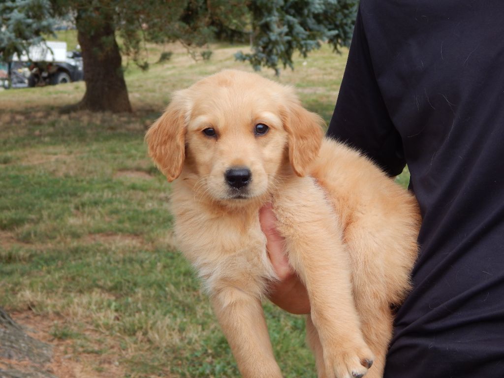 D'Aspe & D'Ossau - Chiots disponibles - Golden Retriever