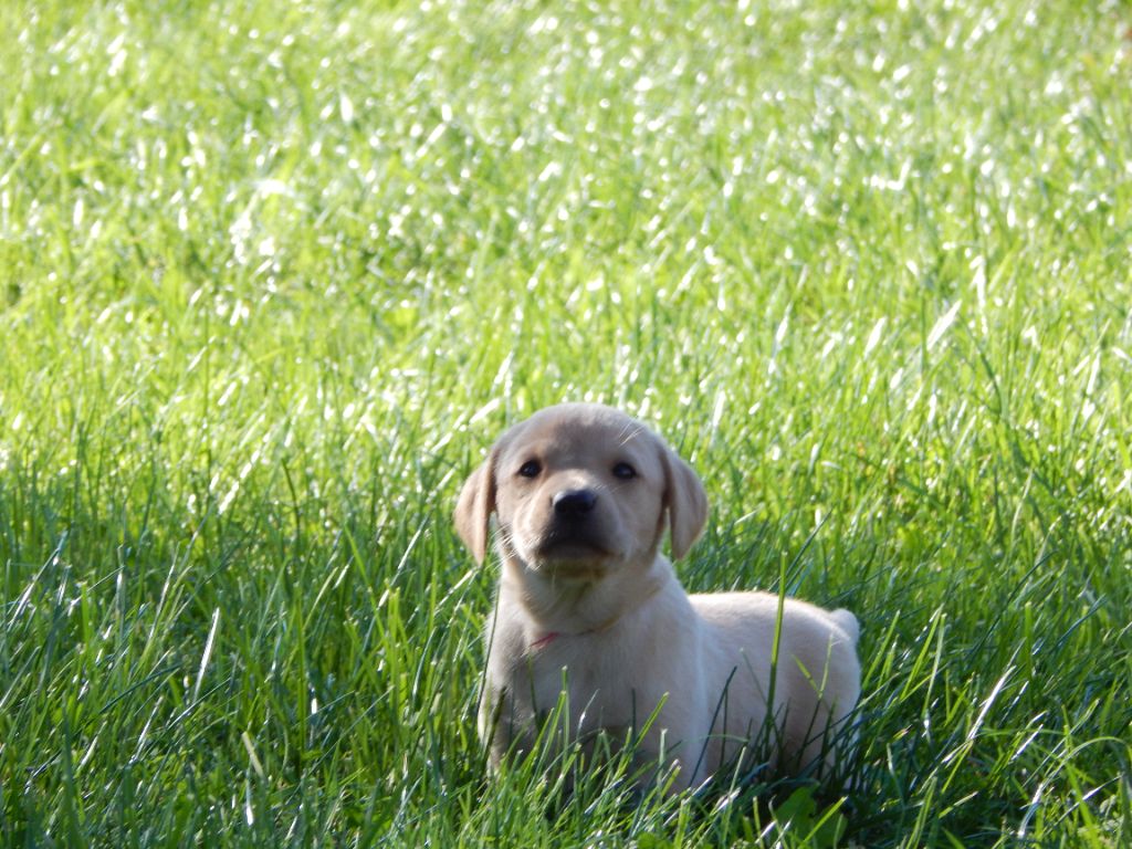 D'Aspe & D'Ossau - Chiots disponibles - Labrador Retriever