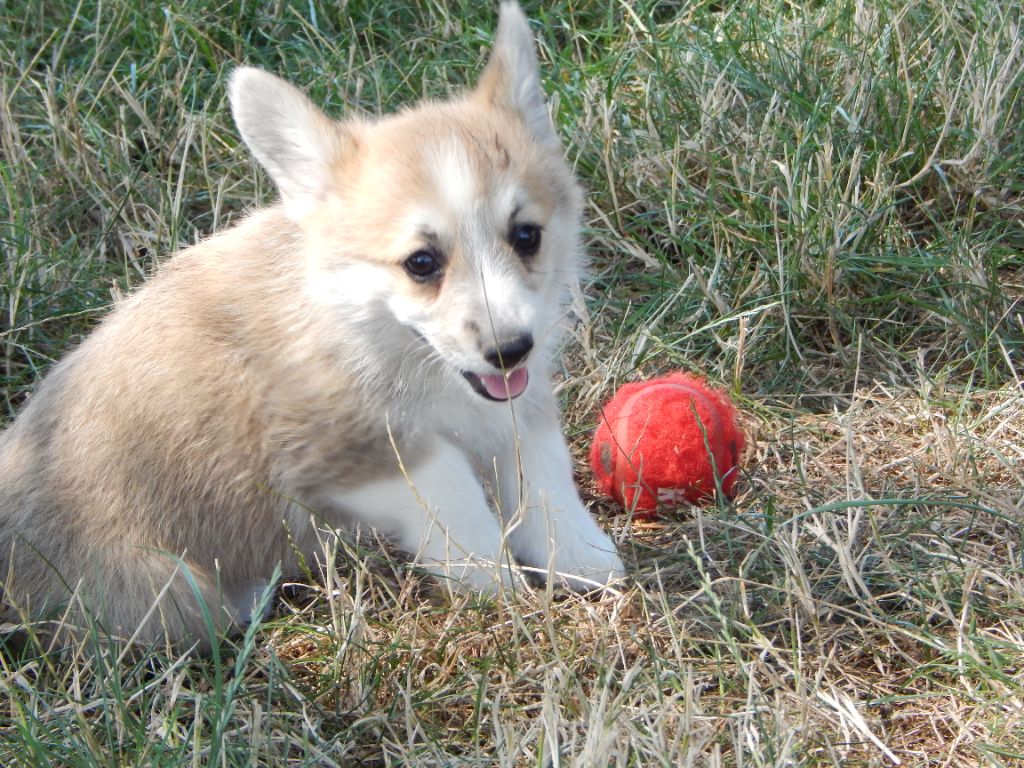 D'Aspe & D'Ossau - Chiots disponibles - Welsh Corgi Pembroke