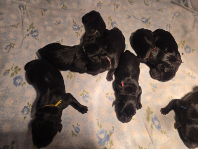 CHIOT 2