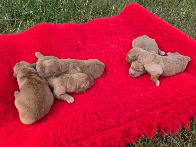CHIOT
