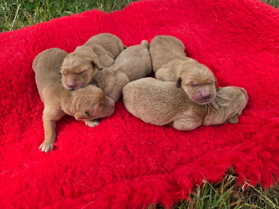 CHIOT